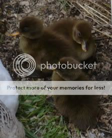 20080708ducklingsday1012-1.jpg