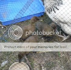 20080708ducklingsday12004-1.jpg