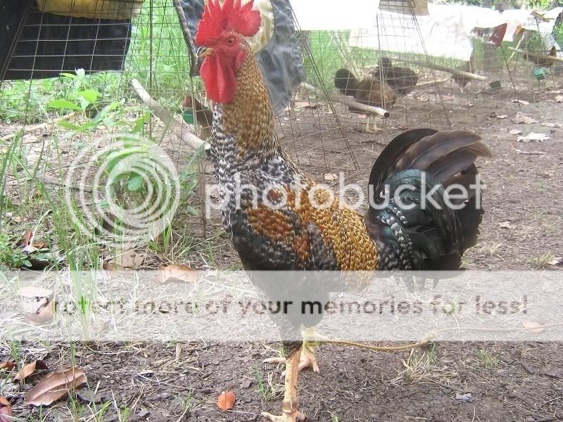 Ang+Manok+Kong+Bulik Ang Manok Kong Bulik http://www.sabong.net.ph/forum/showthread.php?t ...