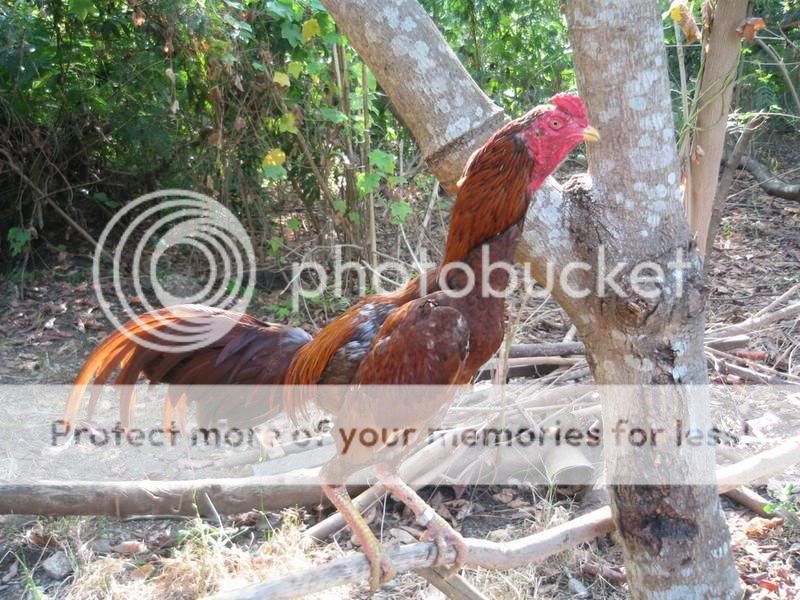 Ang+Manok+Kong+Bulik Ang Manok Kong Bulik http://sabong.ph/forum/showthread.php?p=3456551